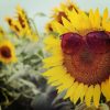 初心者でも楽しめる！ガーデニングにオススメの育てやすい夏の花