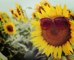夏の花