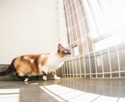 ベランダにサンシェード