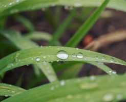 菜種梅雨