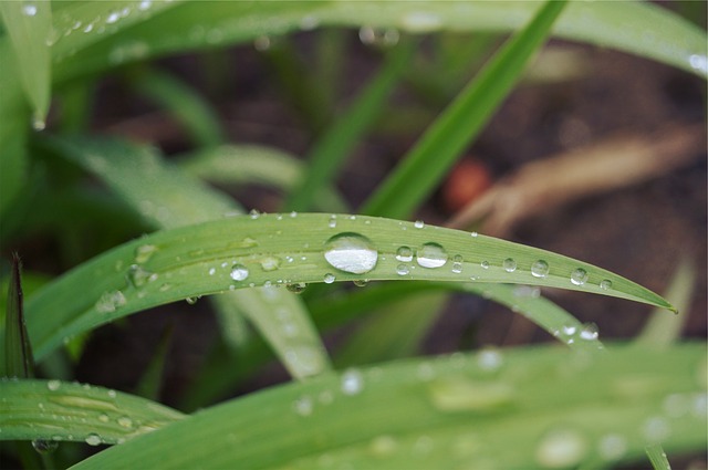 菜種梅雨