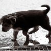 雨の日でもお散歩OK！犬用レインコートを活用しよう！