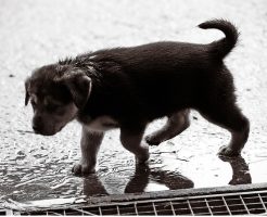 犬用レインコート
