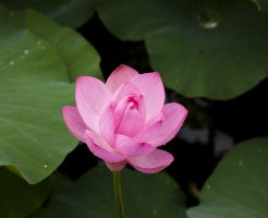 お盆のお供え