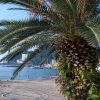 お盆休みを活かしたい！旅行がおすすめ？夏のハワイは大人気！