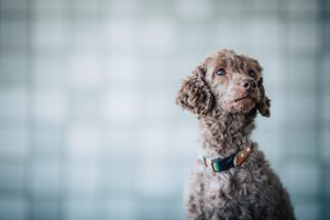不安そうな犬