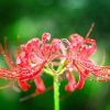 彼岸花の花言葉とは？色別まとめ！育成方法についても徹底解説