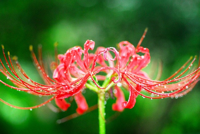 彼岸花の花言葉