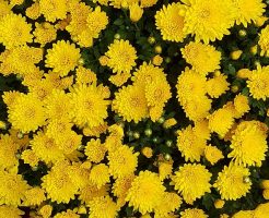 お彼岸の花