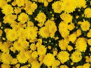 お彼岸の花