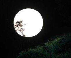 十六夜