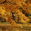 秋の七草とはなに？春の七草の違いと覚え方を徹底解説！